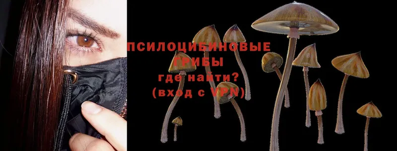 Псилоцибиновые грибы Cubensis  закладка  Старая Русса 